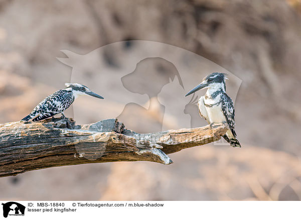 lesser pied kingfisher / MBS-18840