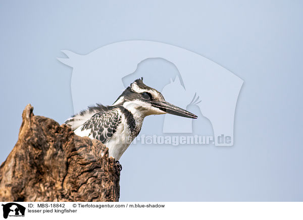 lesser pied kingfisher / MBS-18842