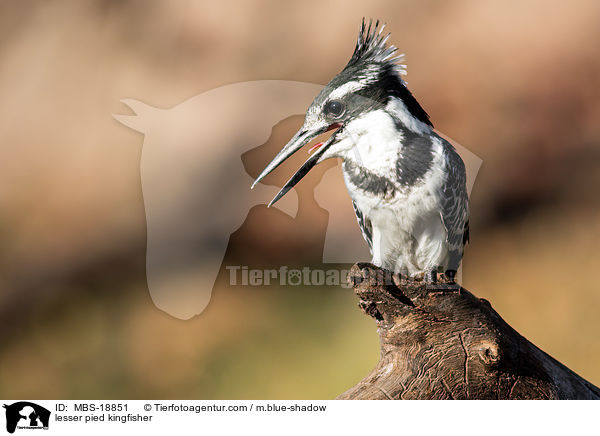 lesser pied kingfisher / MBS-18851