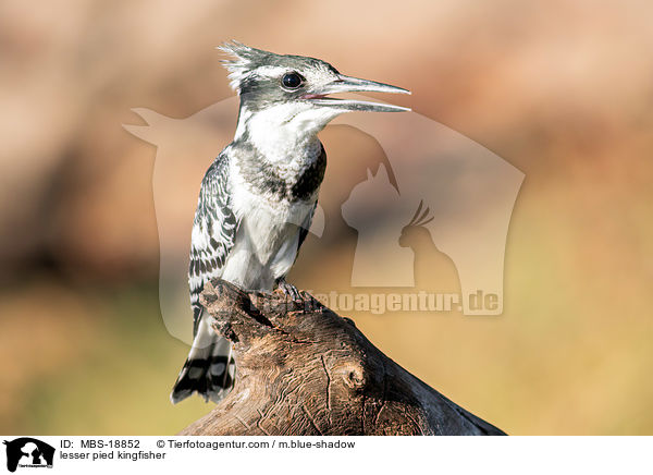 lesser pied kingfisher / MBS-18852