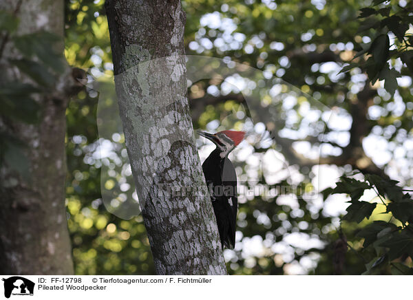 Pileated Woodpecker / FF-12798