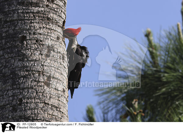 Pileated Woodpecker / FF-12805