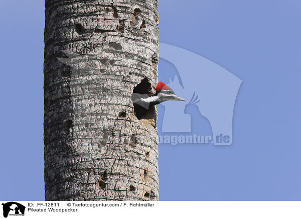 Pileated Woodpecker / FF-12811