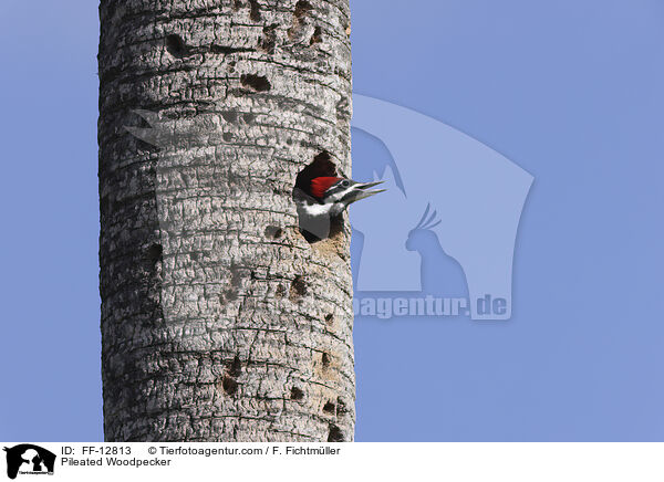 Pileated Woodpecker / FF-12813