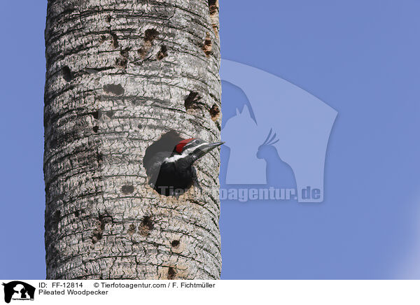 Pileated Woodpecker / FF-12814