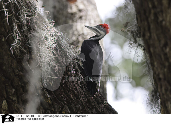 Pileated Woodpecker / FF-12818