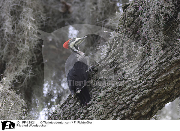 Pileated Woodpecker / FF-12821