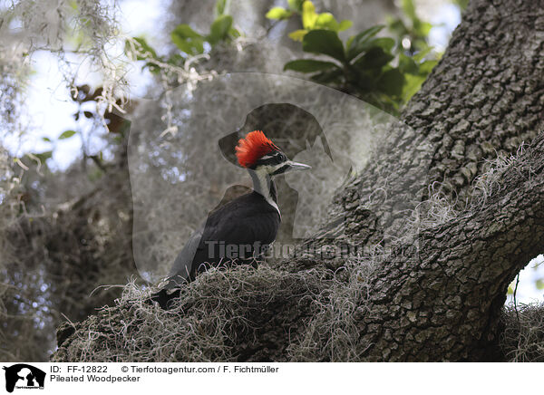 Pileated Woodpecker / FF-12822