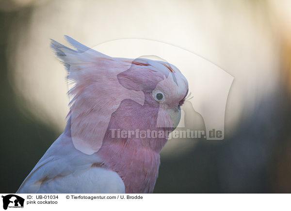 pink cockatoo / UB-01034