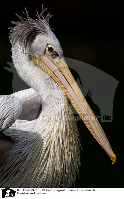 Pink-backed pelican / DV-01370