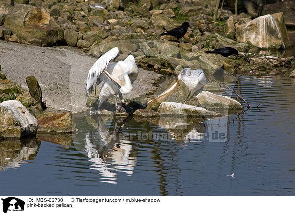 pink-backed pelican / MBS-02730
