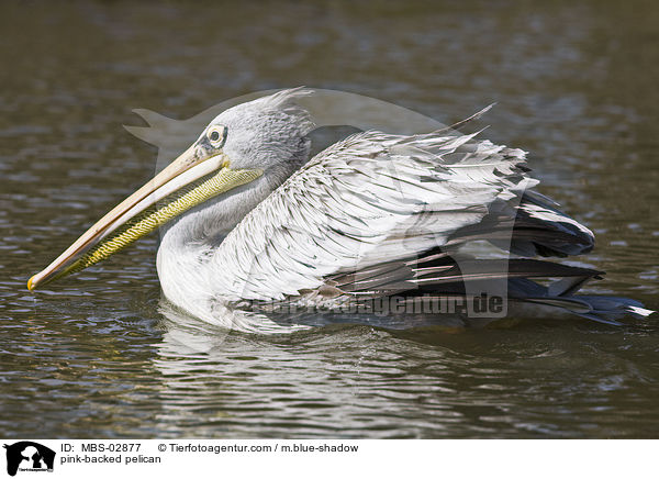pink-backed pelican / MBS-02877