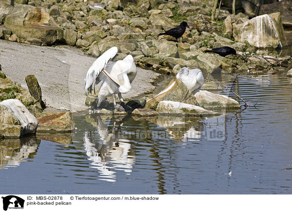 pink-backed pelican / MBS-02878