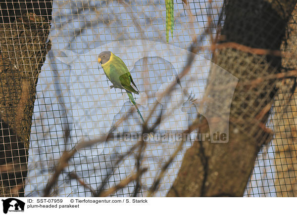 plum-headed parakeet / SST-07959