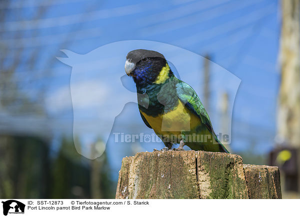 Port Lincoln parrot Bird Park Marlow / SST-12873