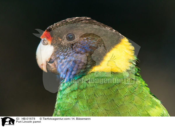 Port Lincoln parrot / HB-01678
