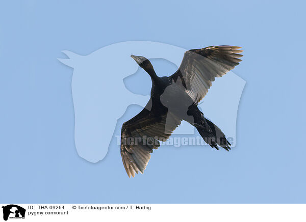 pygmy cormorant / THA-09264