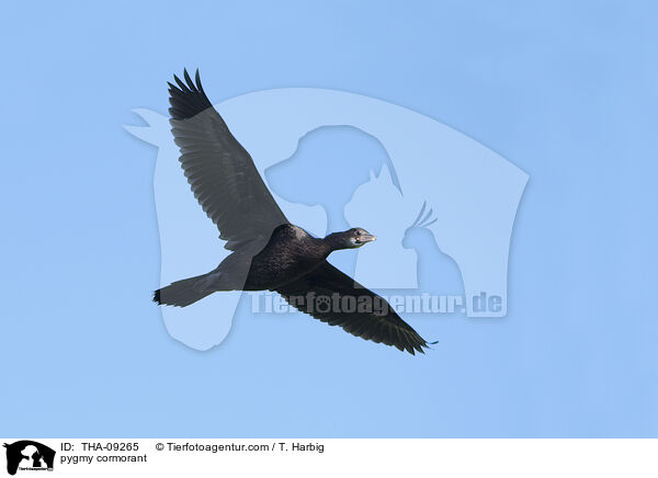 pygmy cormorant / THA-09265