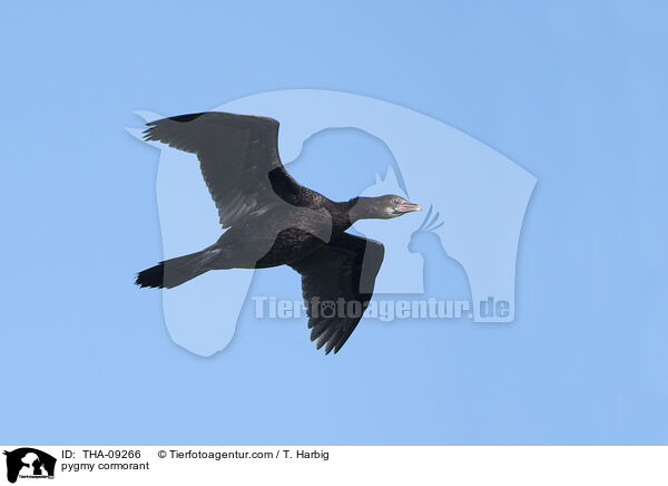 pygmy cormorant / THA-09266