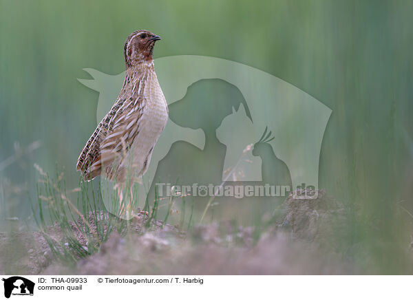 common quail / THA-09933
