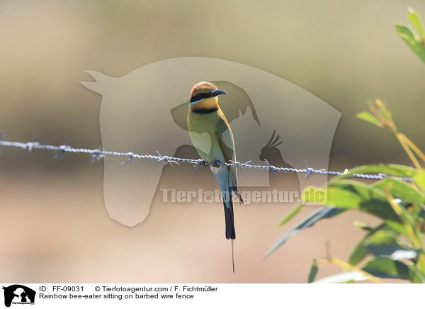 Regenbogenspint sitz auf Stacheldrahtzaun / Rainbow bee-eater sitting on barbed wire fence / FF-09031
