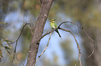 Rainbow bee-eater sitting on branch
