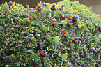 flock of rainbow lorikeets