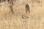 walking red-crested Bustard