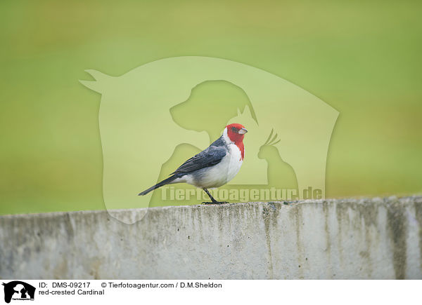 red-crested Cardinal / DMS-09217