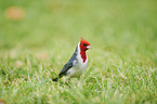 red-crested Cardinal