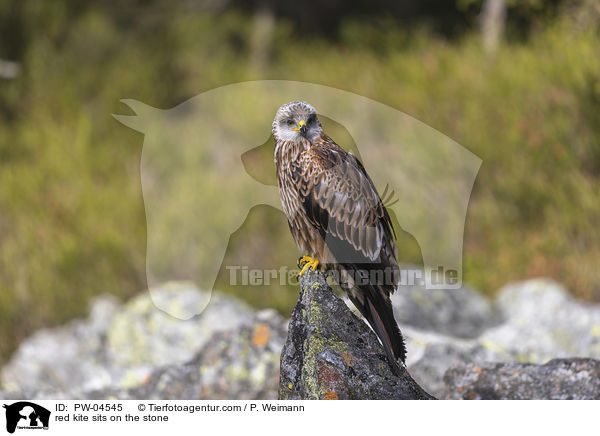 red kite sits on the stone / PW-04545