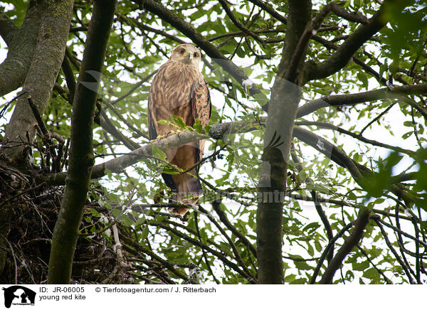 young red kite / JR-06005