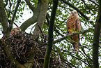 young red kite