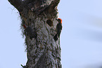 red-bellied woodpeckers