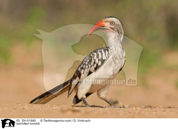 red-billed hornbill / DV-01990