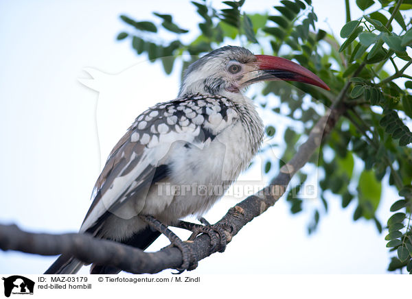 red-billed hornbill / MAZ-03179