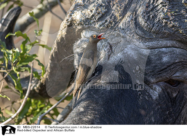 Red-billed Oxpecker and African Buffalo / MBS-22614