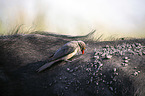 sitting Red-billed Oxpecker