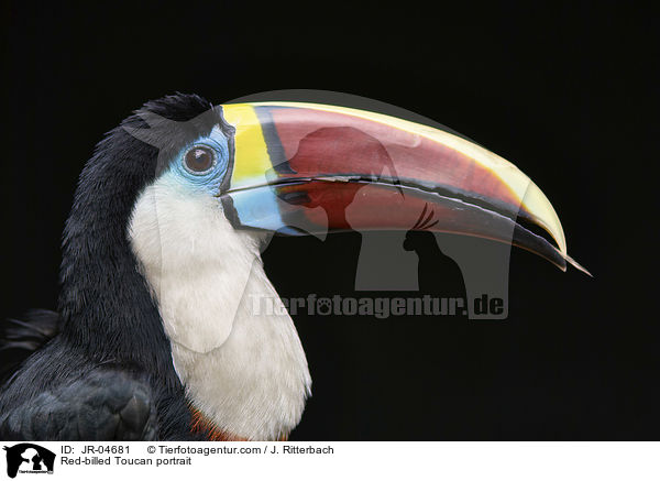 Red-billed Toucan portrait / JR-04681
