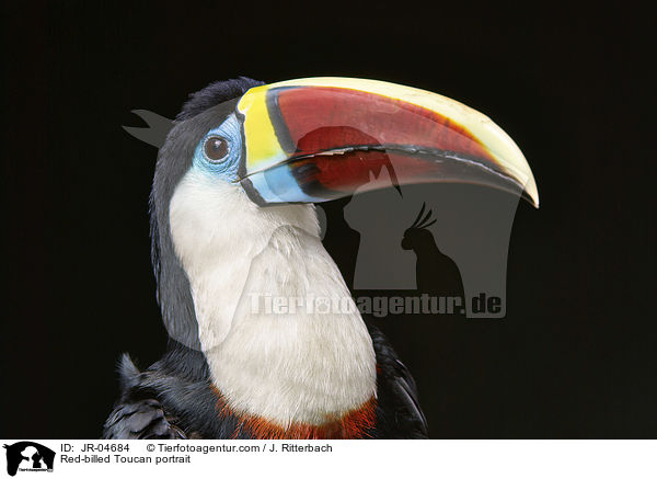 Red-billed Toucan portrait / JR-04684