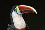 Red-billed Toucan portrait