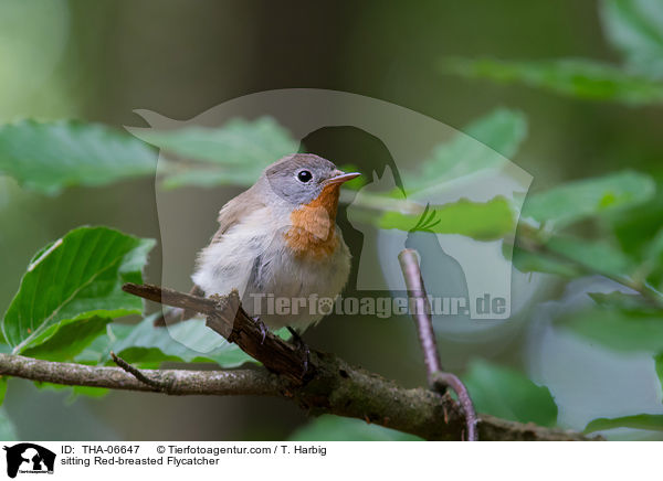sitting Red-breasted Flycatcher / THA-06647