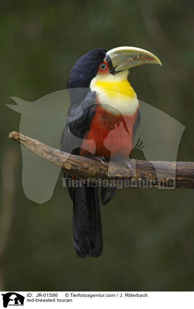 red-breasted toucan / JR-01586