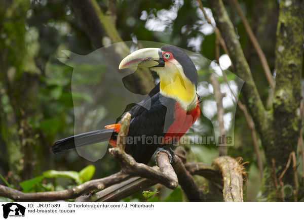 red-breasted toucan / JR-01589