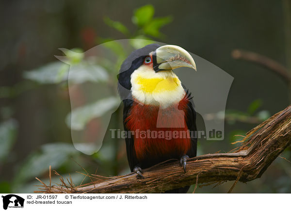 red-breasted toucan / JR-01597