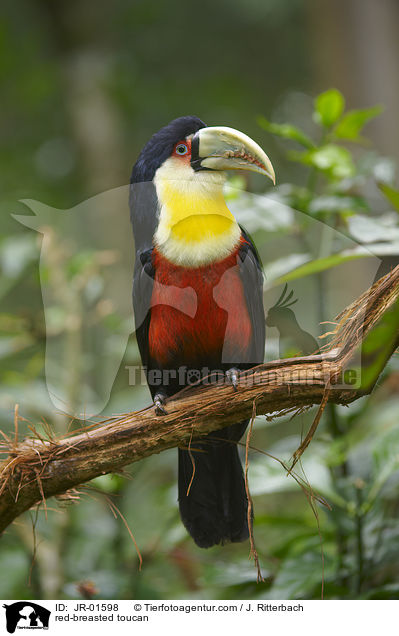 red-breasted toucan / JR-01598