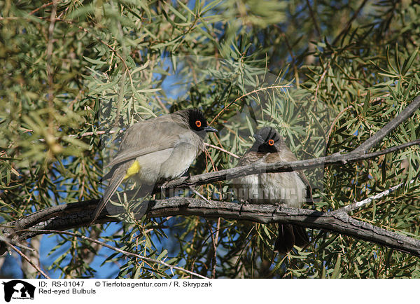 Red-eyed Bulbuls / RS-01047