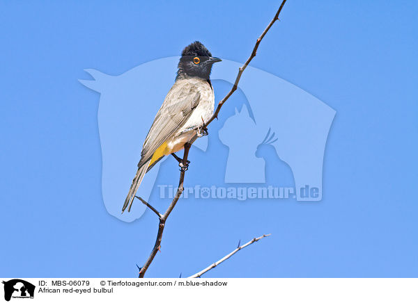 African red-eyed bulbul / MBS-06079