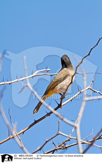 African red-eyed bulbul / MBS-06080