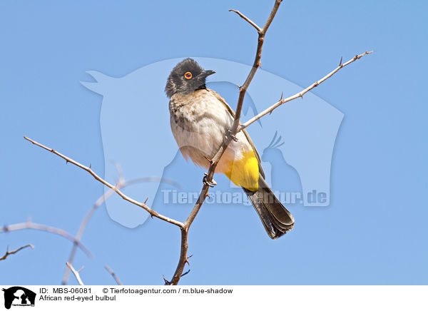 African red-eyed bulbul / MBS-06081